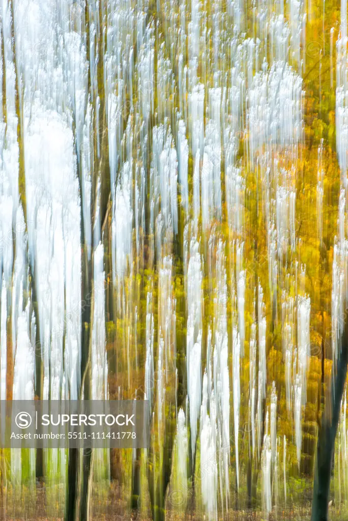 Wienerwald forest, Austria, Vienna, 19. district, Kahlenberg