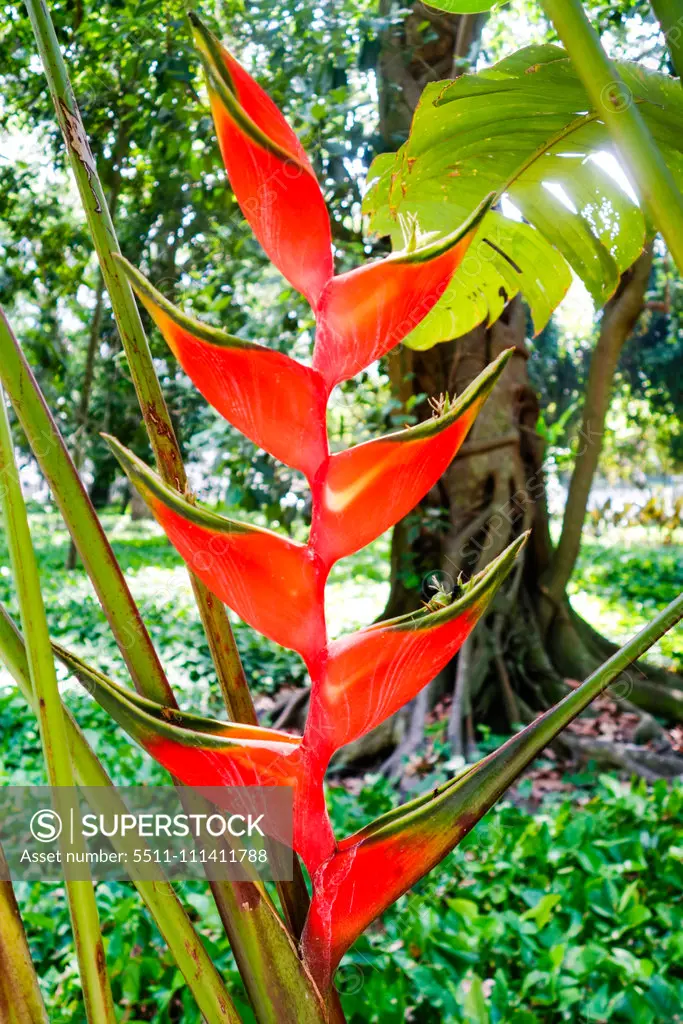 Rio de Janeiro, botanical garden, Jardim Botanico, Brazil