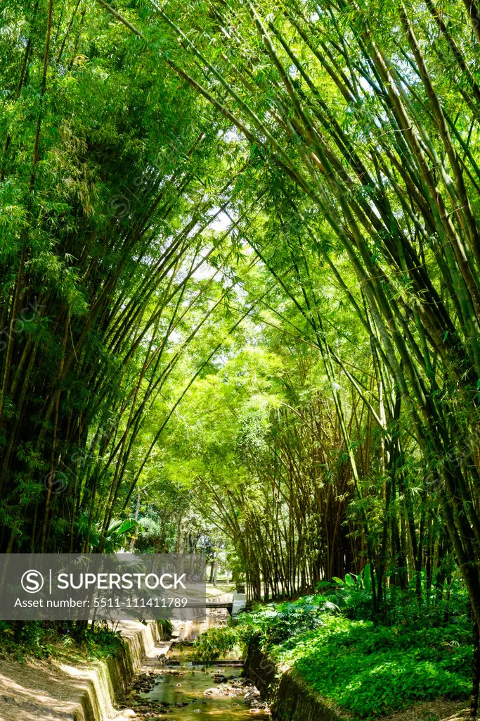 Rio de Janeiro, botanical garden, Jardim Botanico, bamboo, Brazil