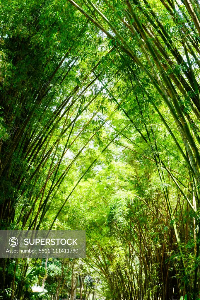 Rio de Janeiro, botanical garden, Jardim Botanico, bamboo, Brazil