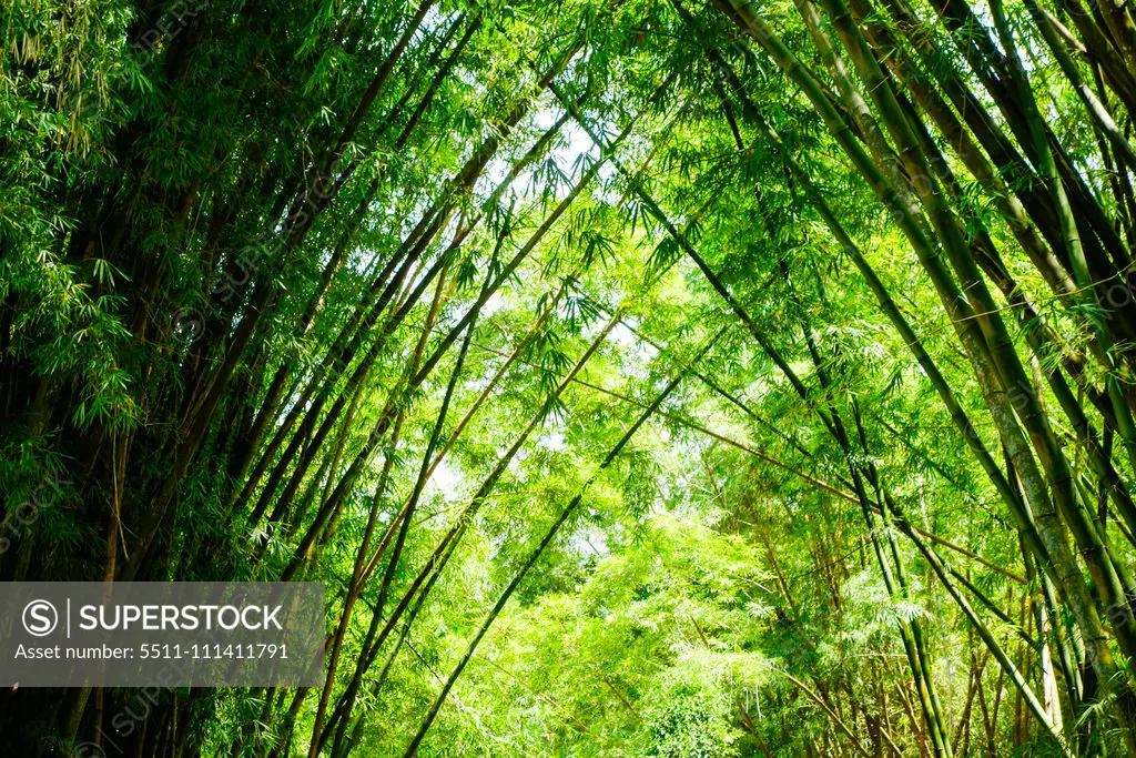 Rio de Janeiro, botanical garden, Jardim Botanico, bamboo, Brazil