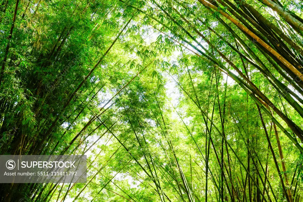 Rio de Janeiro, botanical garden, Jardim Botanico, bamboo, Brazil