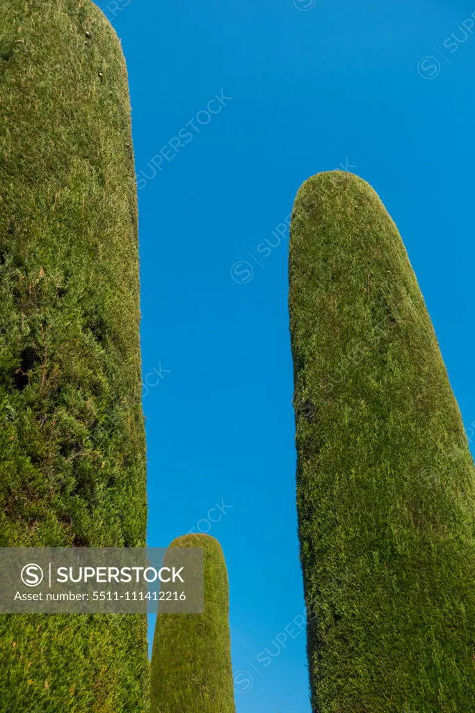 Thuja in garden, Sirmione on Lake Garda, Gardasee, Brescia, Lombardy, Italy, Sirmione