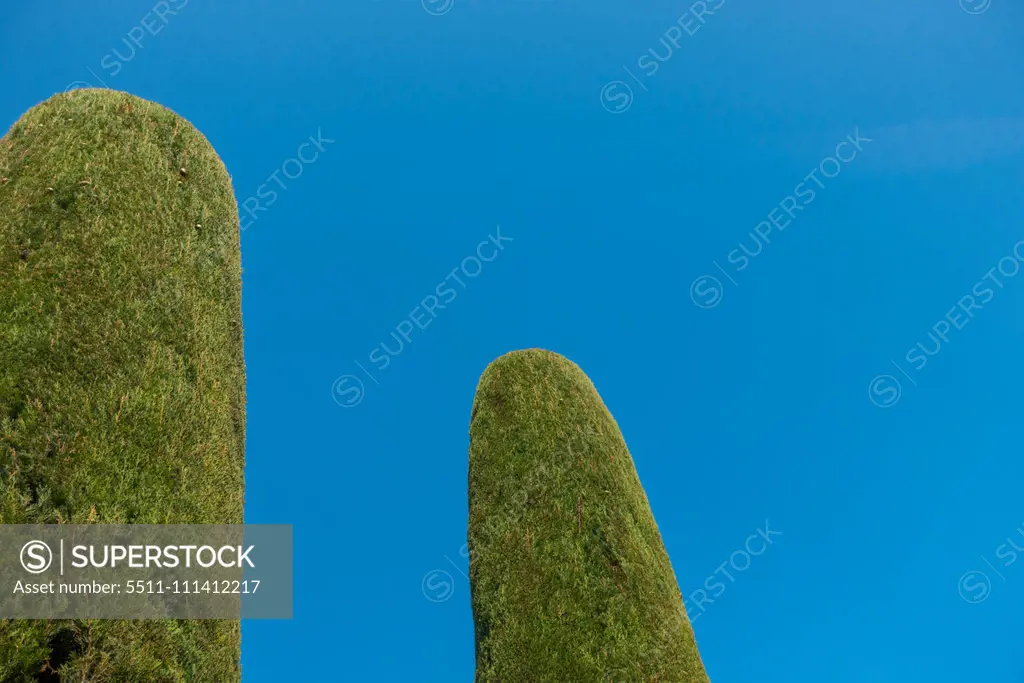 Thuja in garden, Sirmione on Lake Garda, Gardasee, Brescia, Lombardy, Italy, Sirmione