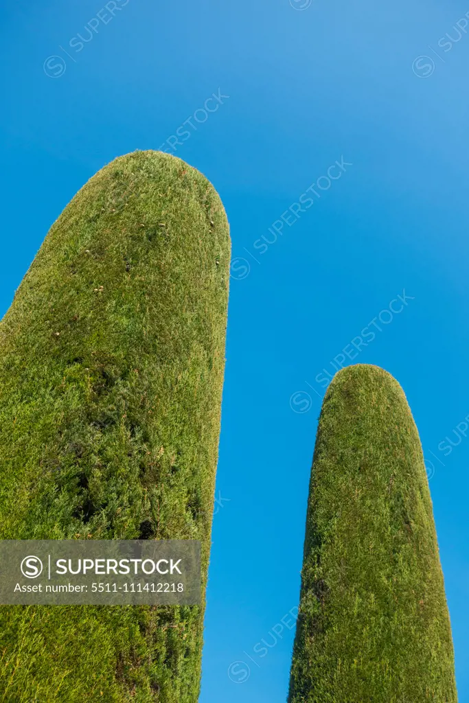 Thuja in garden, Sirmione on Lake Garda, Gardasee, Brescia, Lombardy, Italy, Sirmione