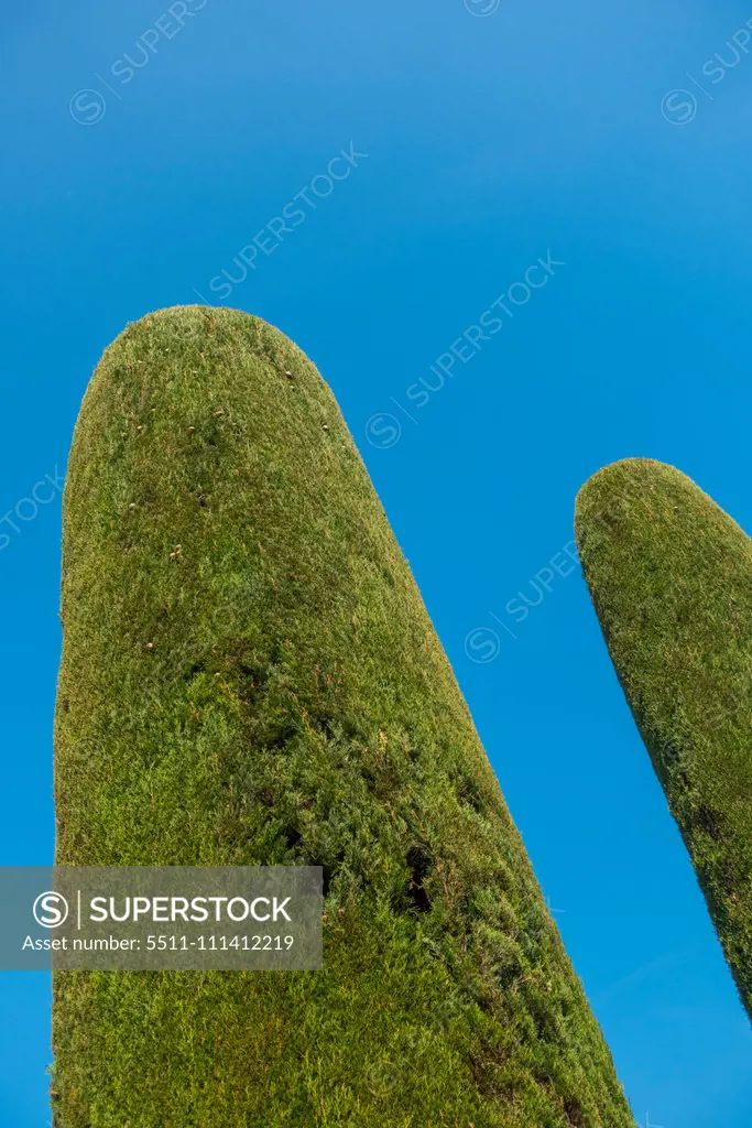 Thuja in garden, Sirmione on Lake Garda, Gardasee, Brescia, Lombardy, Italy, Sirmione