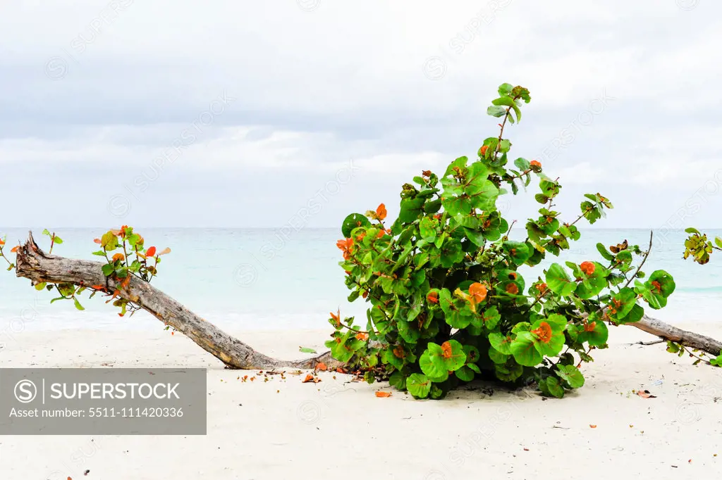 Cuba, Playa Guardalavaca, Holguin, Guardalavaca