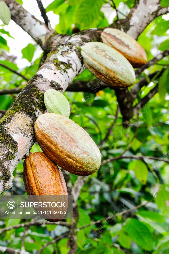 Cuba, Guantanamo, Baracoa, nature park Yunque