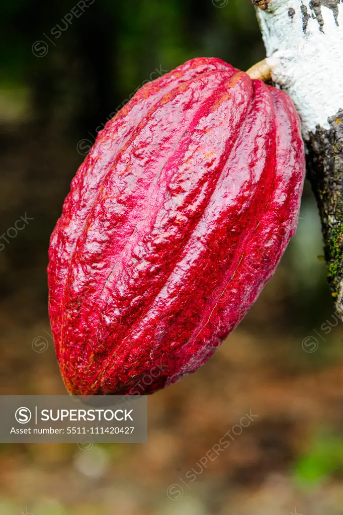 Cuba, Guantanamo, Baracoa, nature park Yunque