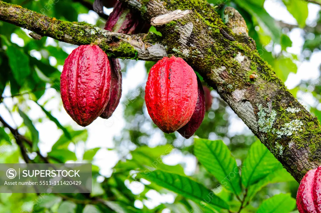 Cuba, Guantanamo, Baracoa, nature park Yunque