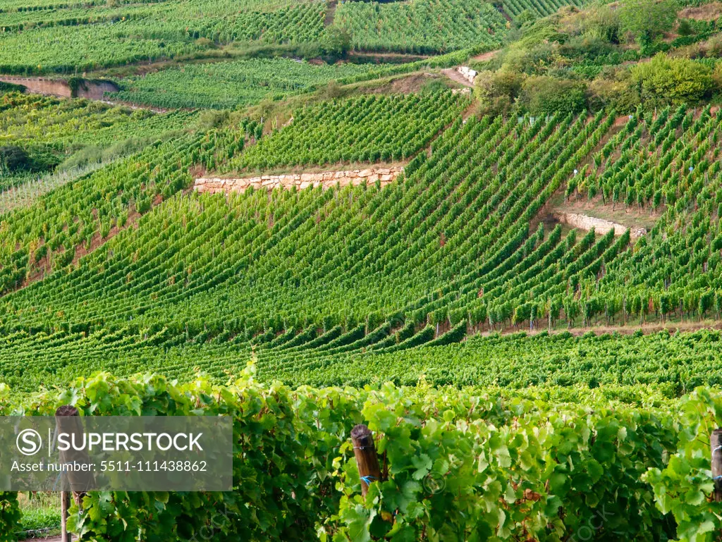 Winery area Alsace, France, Elsass