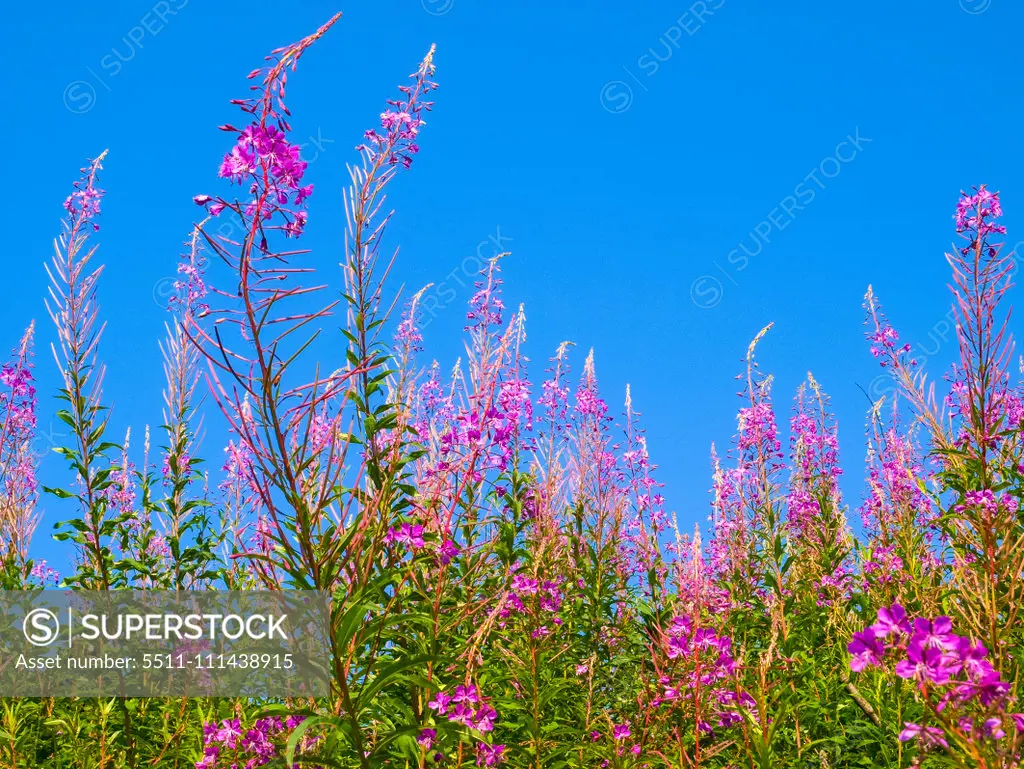 Strbske Pleso, fireweed, Slovak Republic, Hohe Tatra