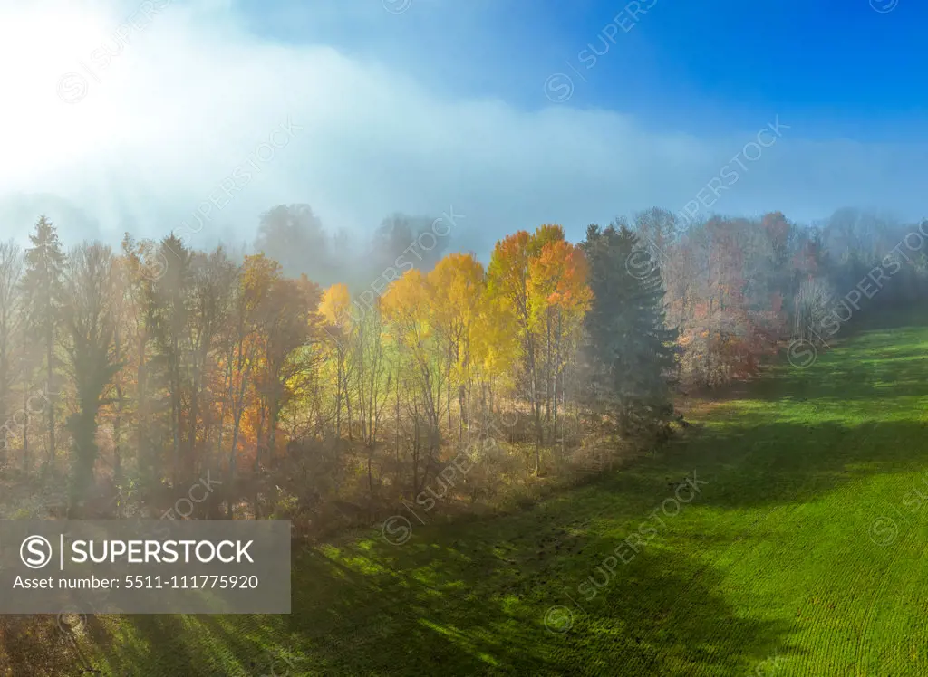 Trees on a meadow in morning mist