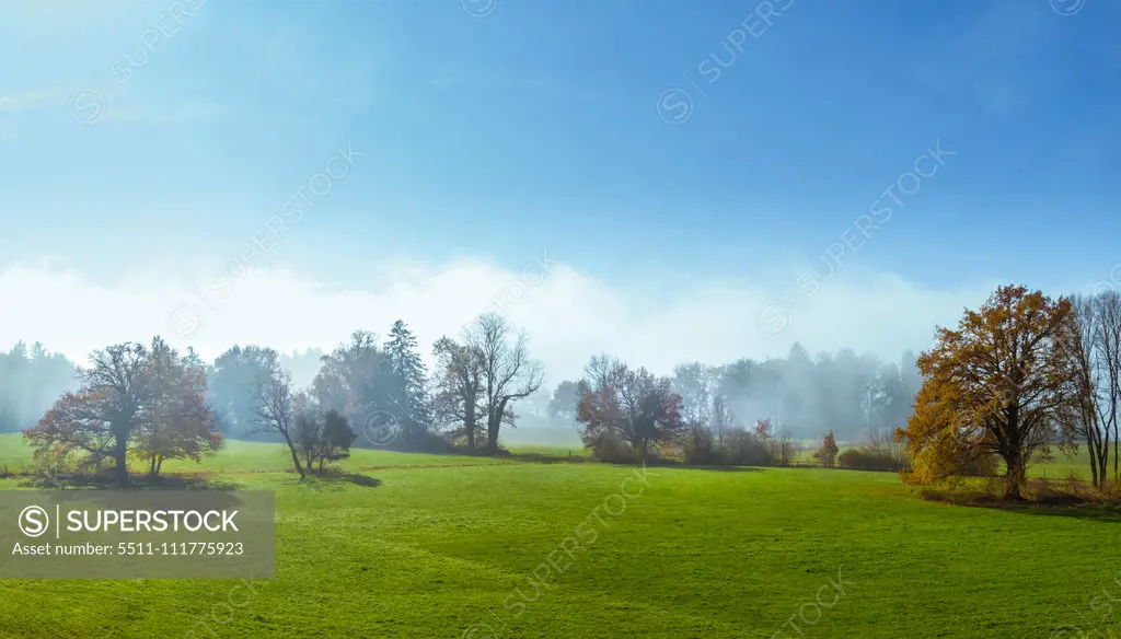 Trees on a meadow in morning mist