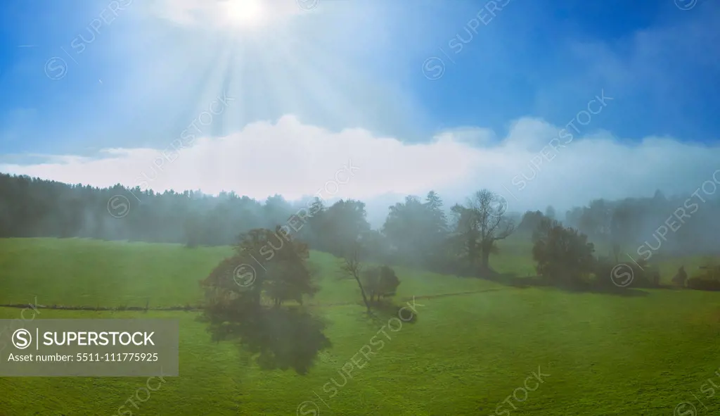 Trees on a meadow in morning mist