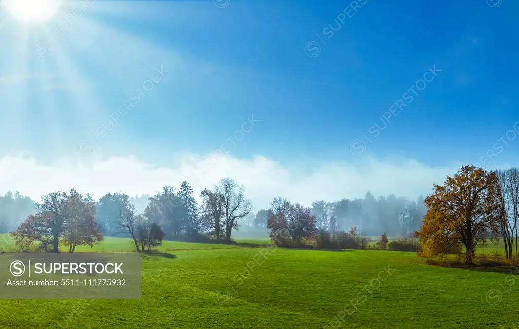 Trees on a meadow in morning mist