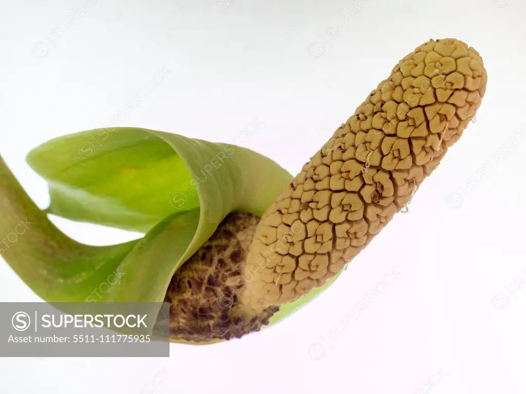 Flowering Aroid Palm or Arum Fern