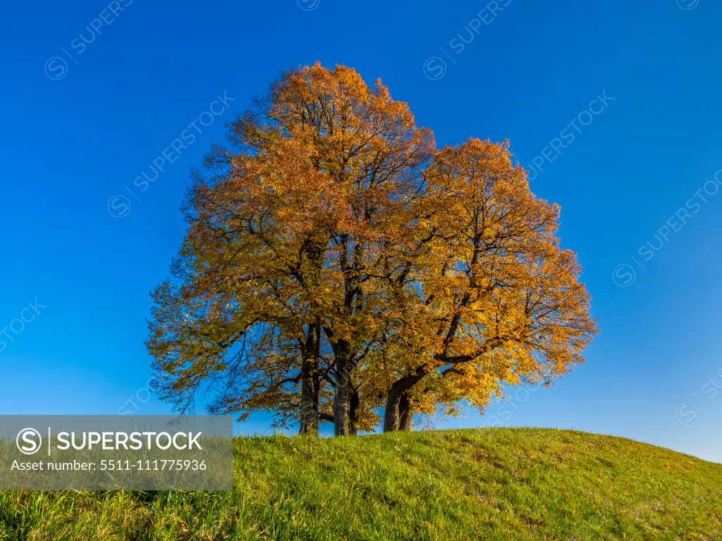 Limetree (Tilia platyphyllos)