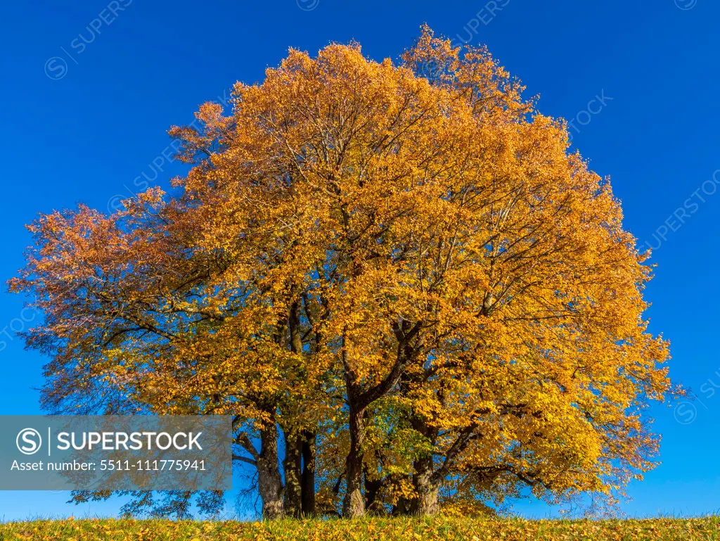 Limetree (Tilia platyphyllos)