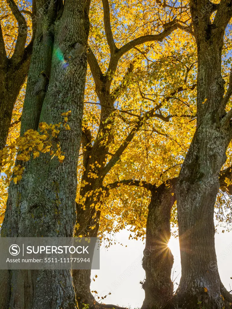 Limetree (Tilia platyphyllos)