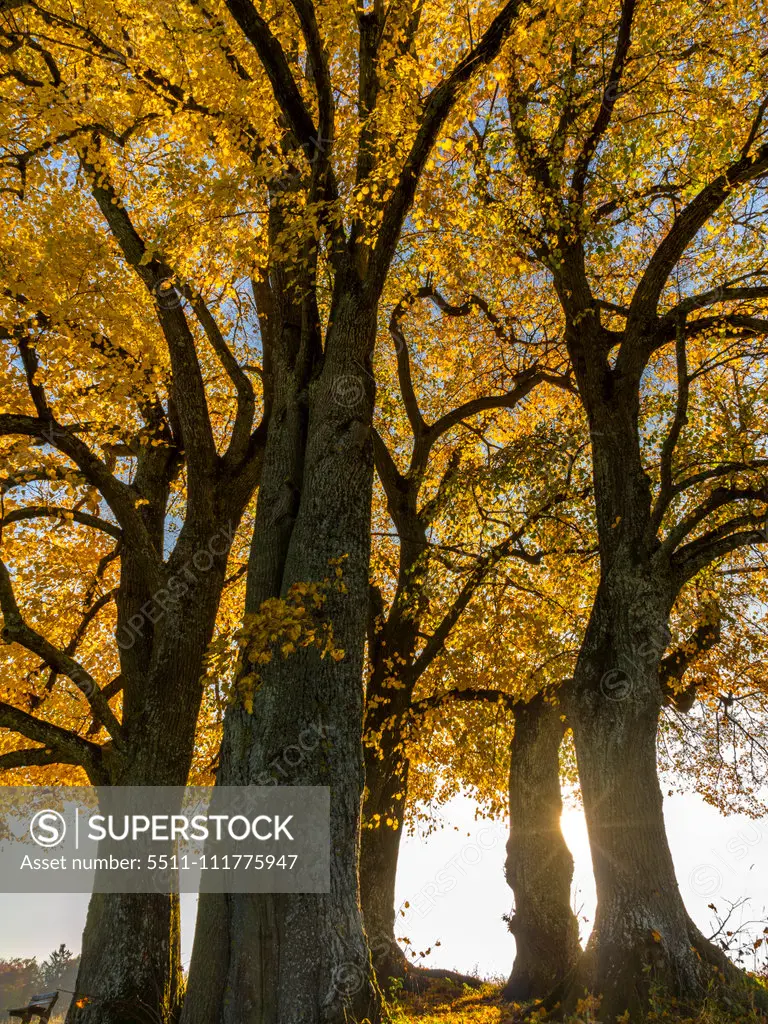 Limetree (Tilia platyphyllos)