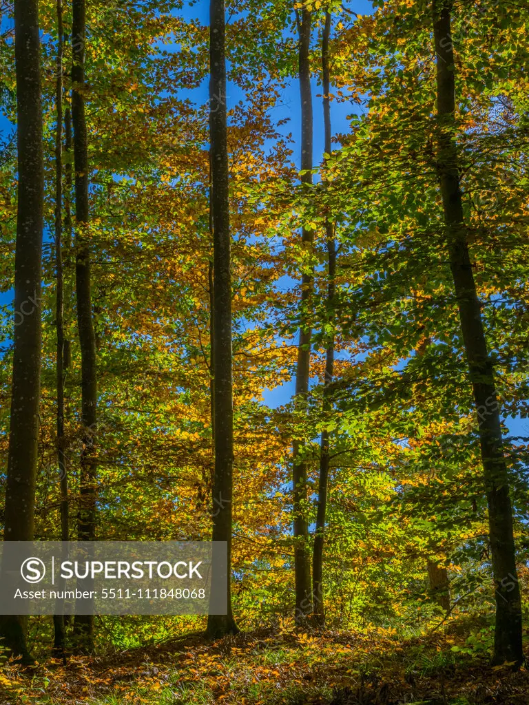 Coloured beech forest in autumn