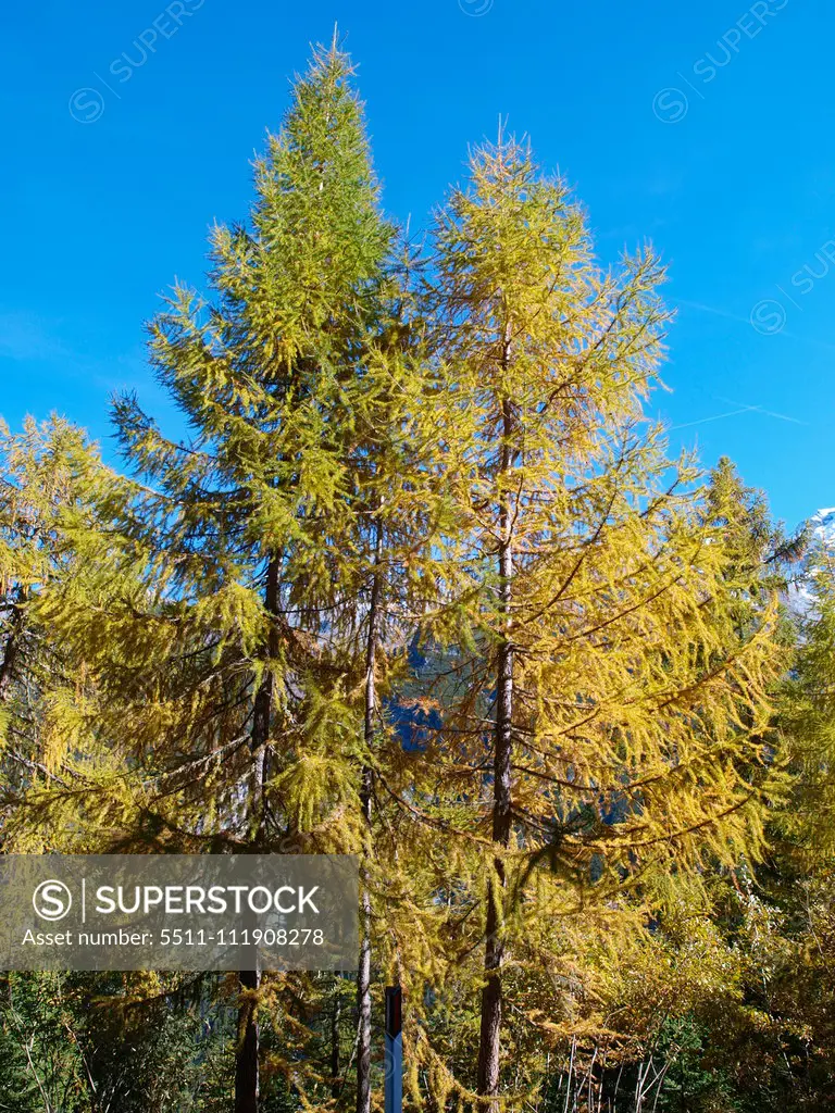 Larch tree in autumn, Italy, South Tyrol, Stilfser Joch;Larch tree in autumn