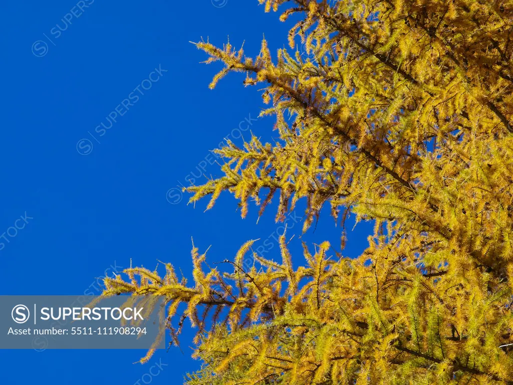 Larch tree, Italy, South Tyrol, Stilfser Joch;Larch tree