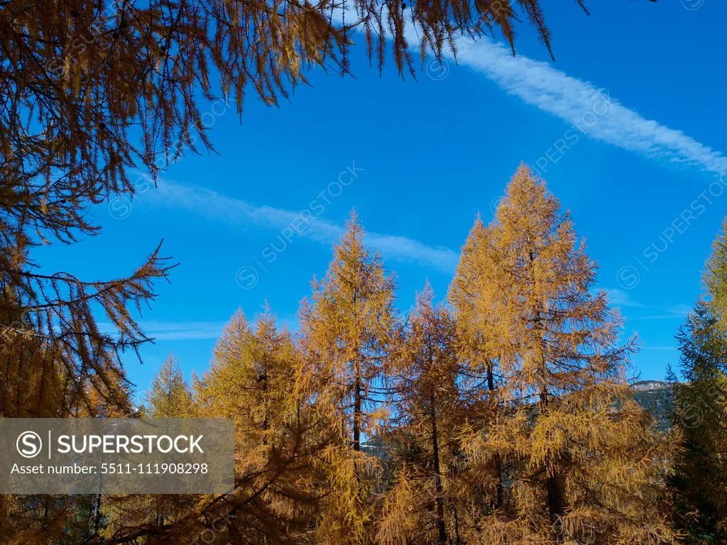 Larch trees, Italy, South Tyrol, Die Drei Zinnen;Larch trees