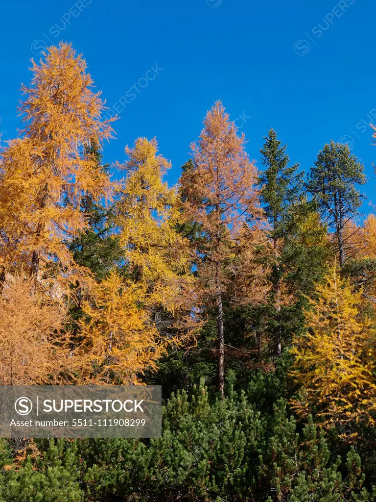 Larch trees, Italy, South Tyrol, Die Drei Zinnen;Larch trees