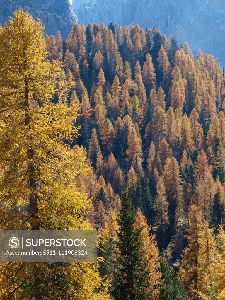 Larch trees, Italy, South Tyrol, Die Drei Zinnen;Larch trees