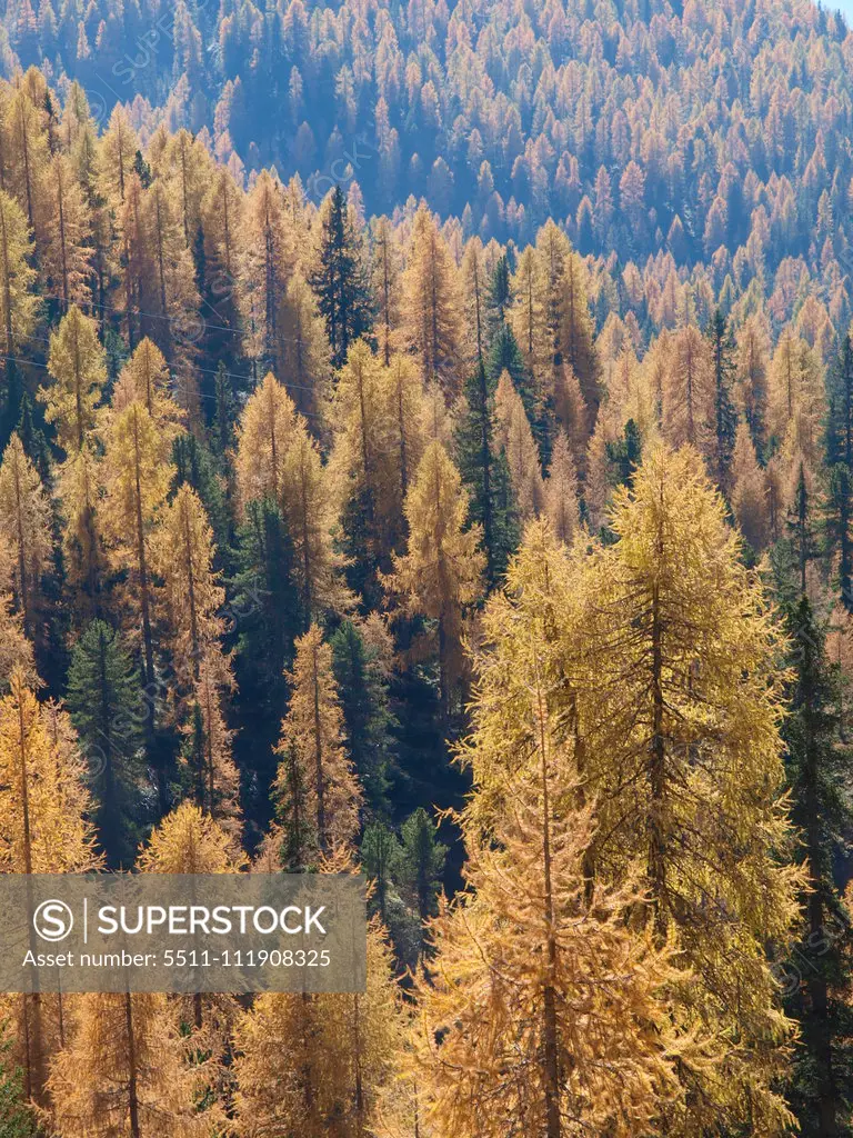 Larch trees, Italy, South Tyrol, Die Drei Zinnen;Larch trees