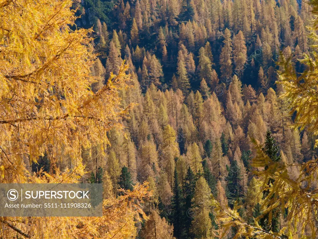 Larch trees, Italy, South Tyrol, Die Drei Zinnen;Larch trees