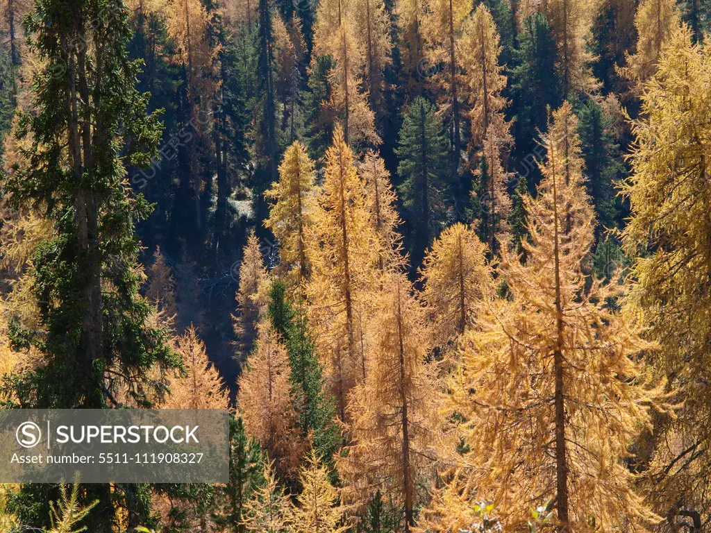 Larch trees, Italy, South Tyrol, Die Drei Zinnen;Larch trees