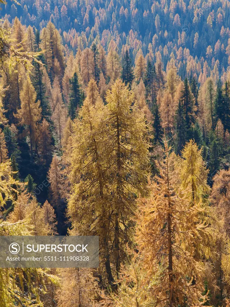 Larch trees, Italy, South Tyrol, Die Drei Zinnen;Larch trees