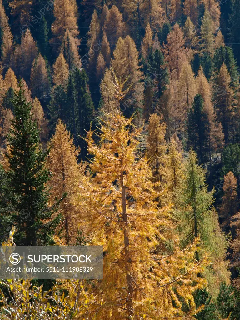 Larch trees, Italy, South Tyrol, Die Drei Zinnen;Larch trees