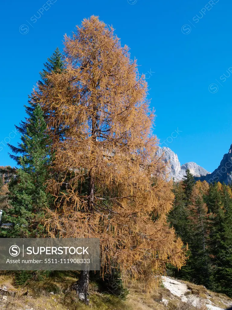 Larch trees, Italy, South Tyrol, Die Drei Zinnen;Larch trees