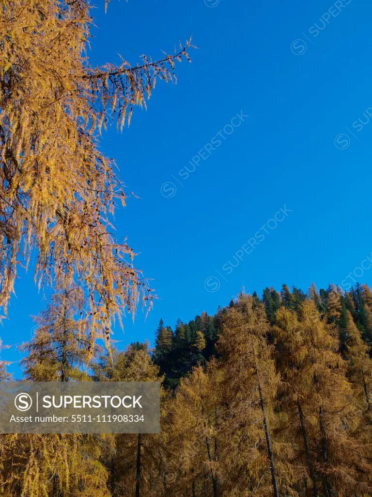 Larch trees, Italy, South Tyrol;Larch trees