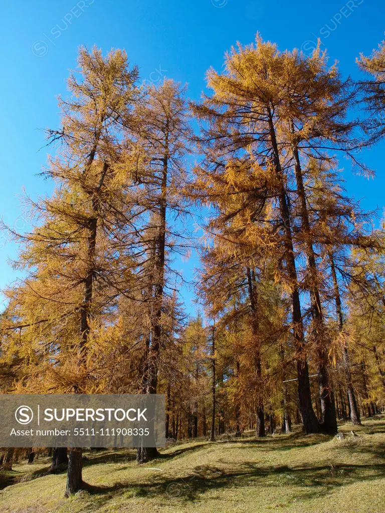 Larch trees, Italy, South Tyrol;Larch trees