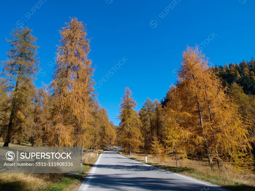 Larch trees, Italy, South Tyrol;Larch trees