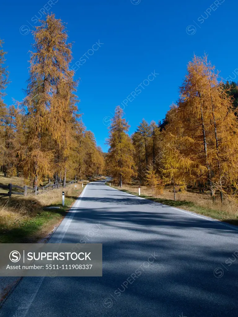 Larch trees, Italy, South Tyrol;Larch trees