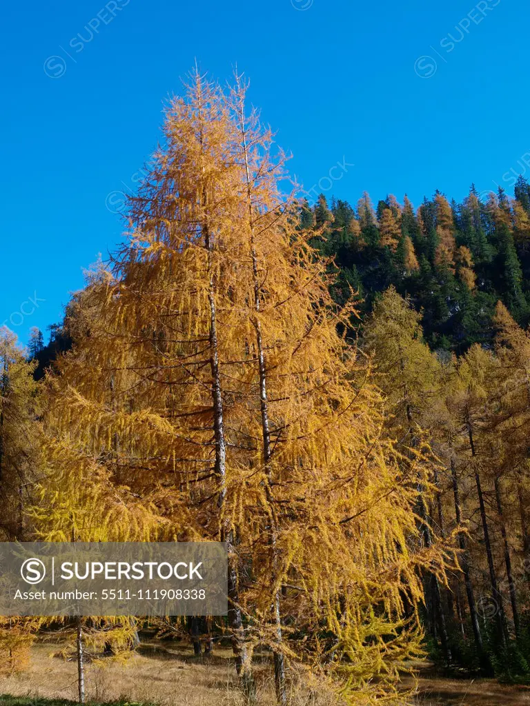 Larch trees, Italy, South Tyrol;Larch trees