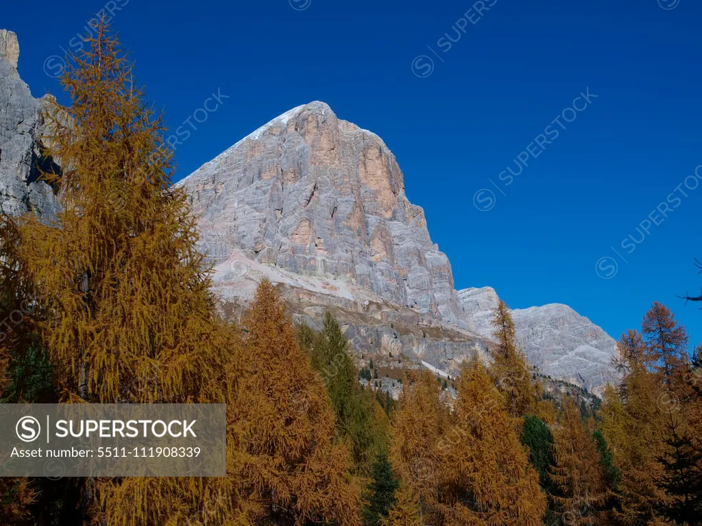 Larch trees, Italy, South Tyrol;Larch trees