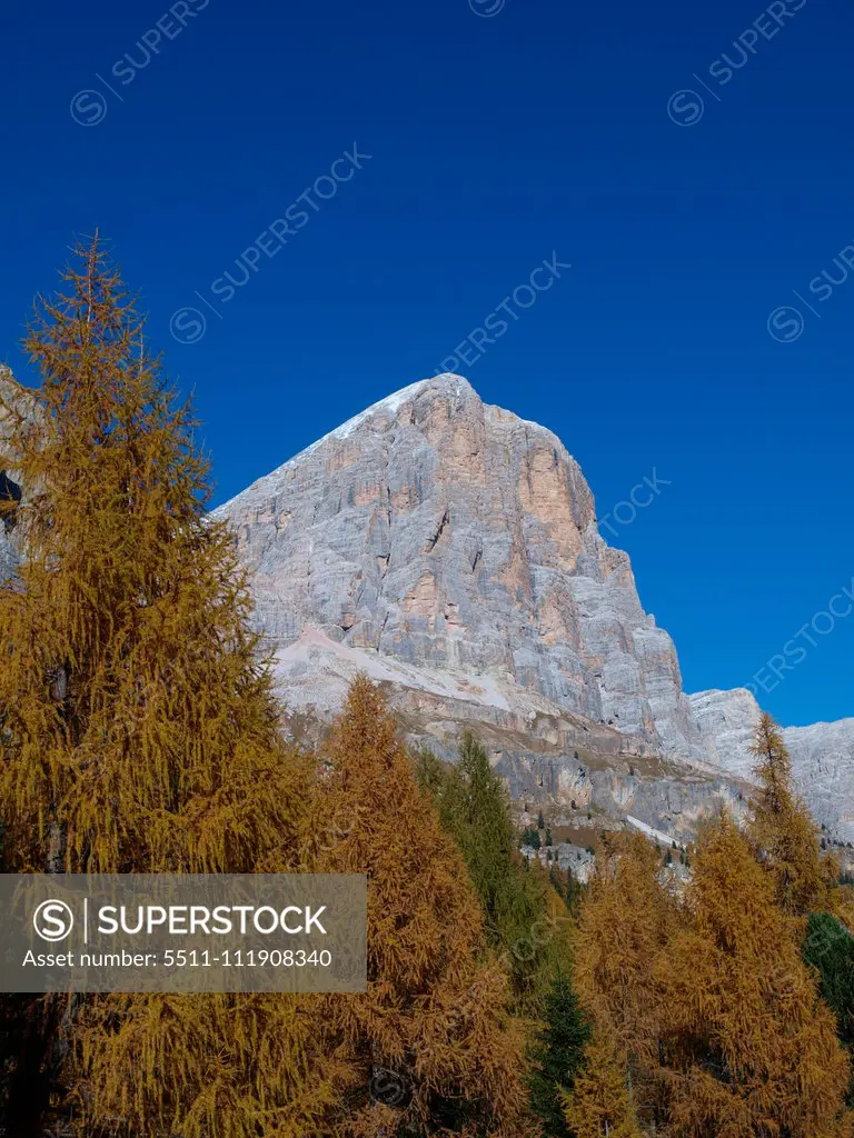 Larch trees, Italy, South Tyrol;Larch trees