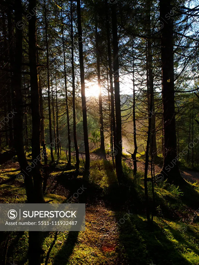 Forest, Austria, Upper Austria, lakes, Lake Almsee