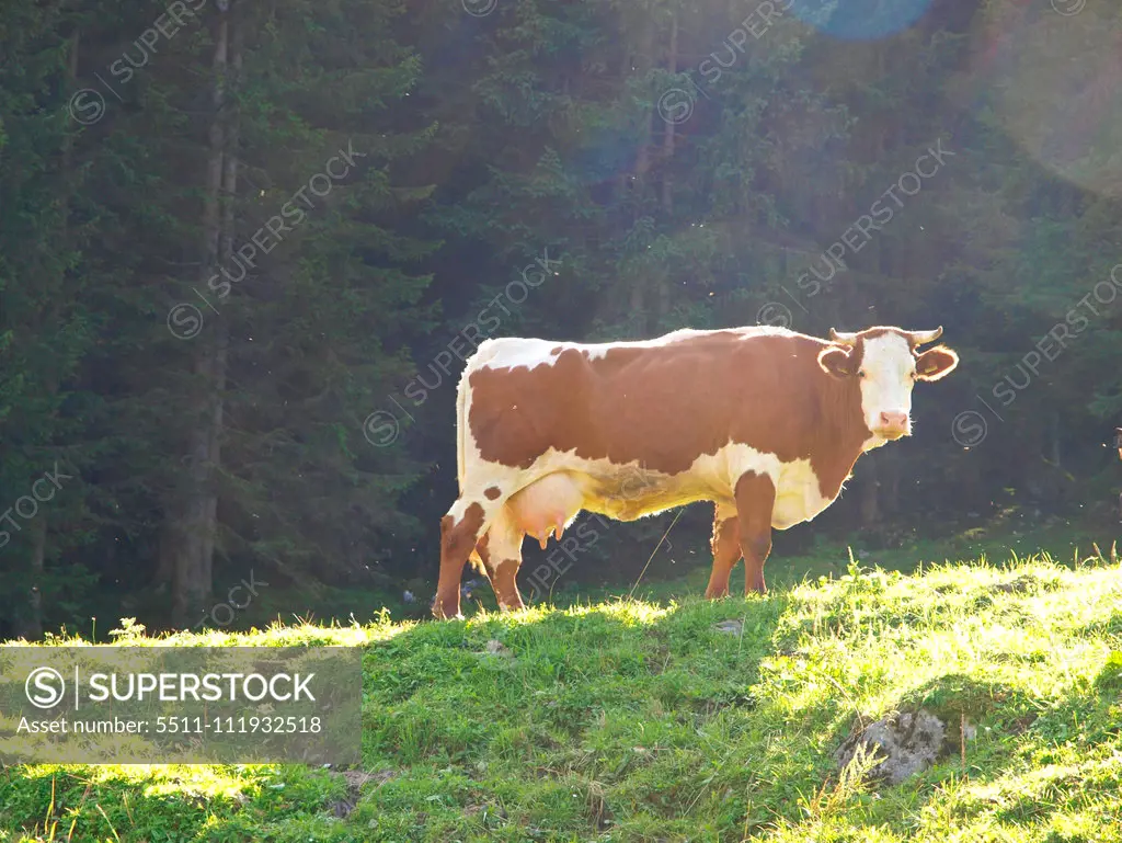 Cow, Austria