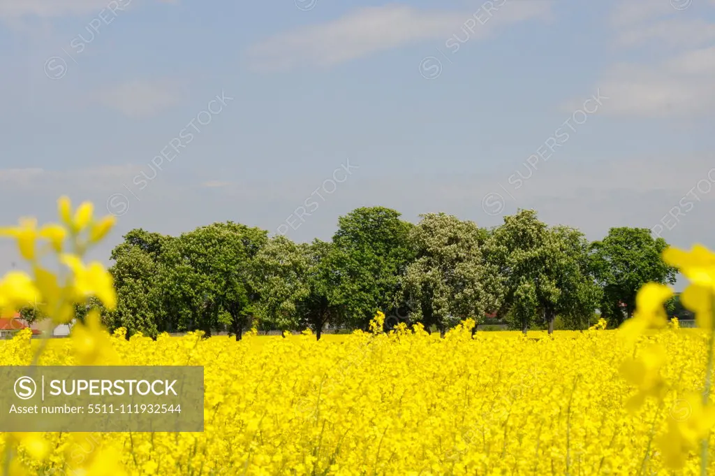 Rape field, grove, Austria, Lower Austria, Weinviertel