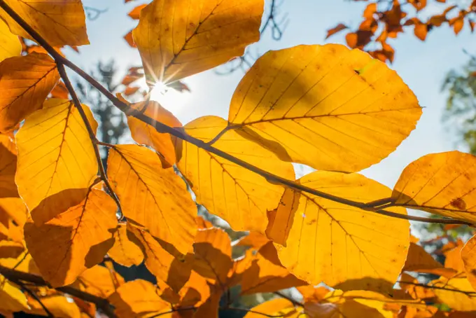 Beech tree in autumn, Austria, Vienna, 18. district, Tuerkenschanzpark