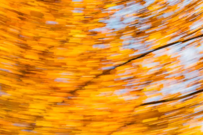 Beech tree in autumn, Austria, Vienna, 18. district, Tuerkenschanzpark