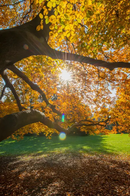 Beech tree in autumn, Austria, Vienna, 18. district, Tuerkenschanzpark